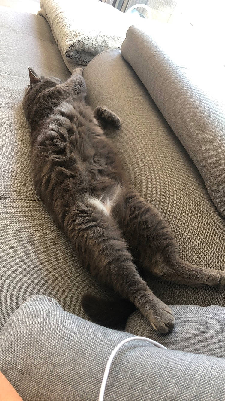 La Gris participe au concours pour gagner de l'argent avec cette photo : carnivore, cat, cat_bed, claw, comfort, domestic_short_haired_cat, fawn, felidae, fur, grey, hardwood, human_leg, linens, nap, paw, small_to_medium_sized_cats, tail, terrestrial_animal, whiskers, wood