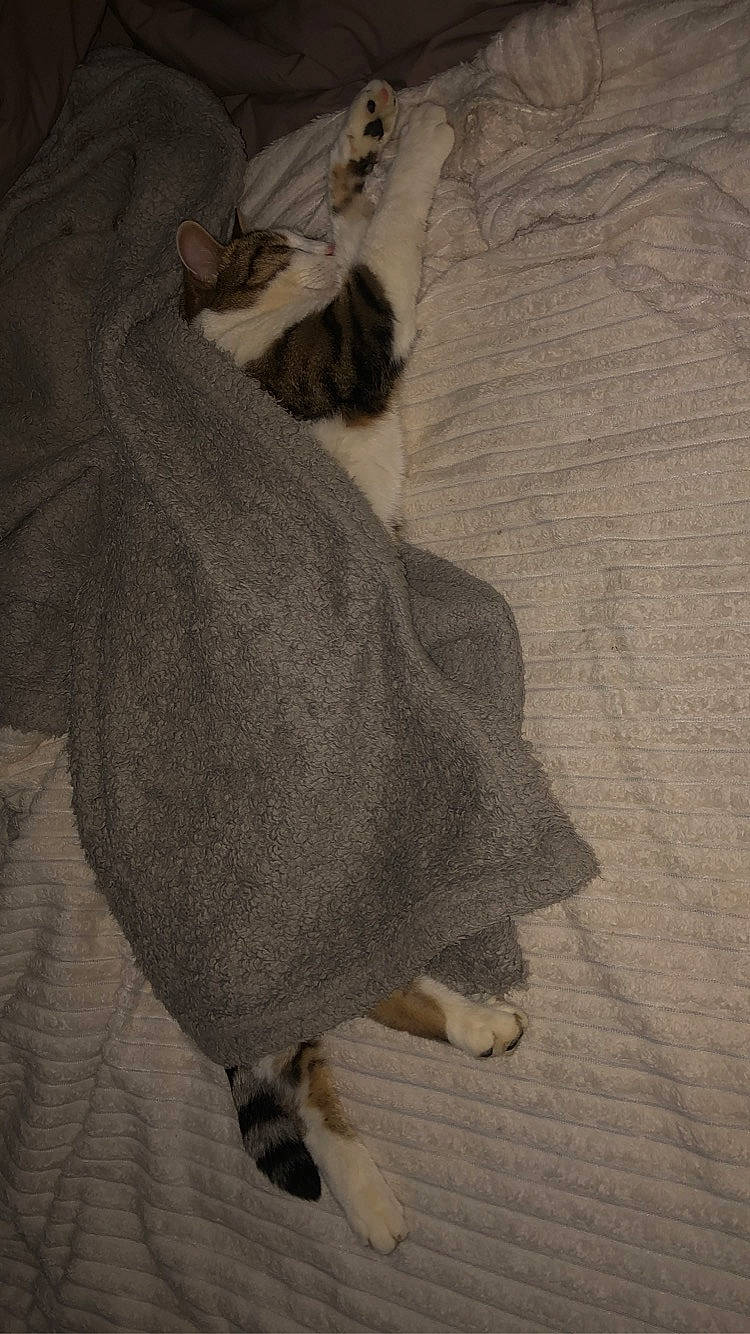 Poupie a rejoint le concours — aidez-le/la à gagner de superbes lots ! bedding, canidae, carnivore, comfort, dog, dog_breed, fawn, felidae, floor, flooring, fur, grey, hardwood, human_leg, linens, small_to_medium_sized_cats, sporting_group, tail, tints_and_shades, wood