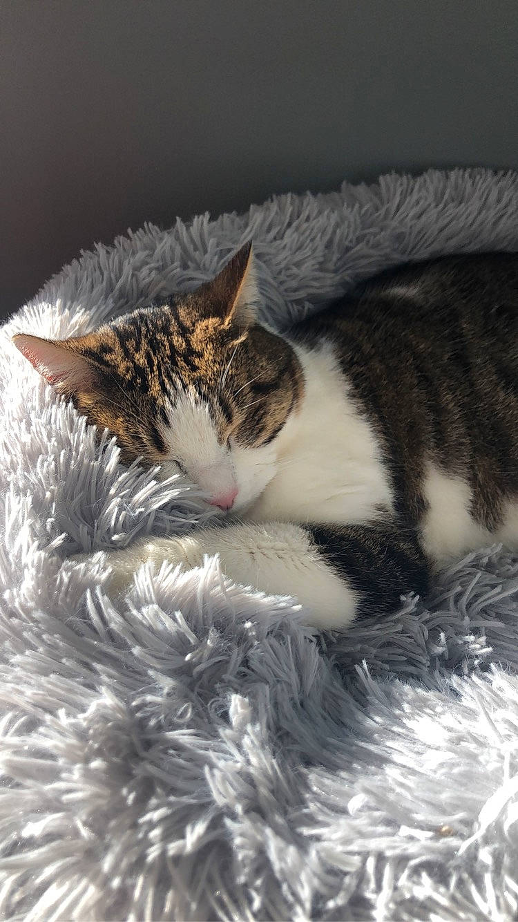 Poupie a rejoint le concours — aidez-le/la à gagner de superbes lots ! carnivore, cat, cat_bed, cat_supply, claw, comfort, domestic_short_haired_cat, event, felidae, fur, natural_material, paw, plant, sleep, small_to_medium_sized_cats, snout, tail, terrestrial_animal, tree, whiskers