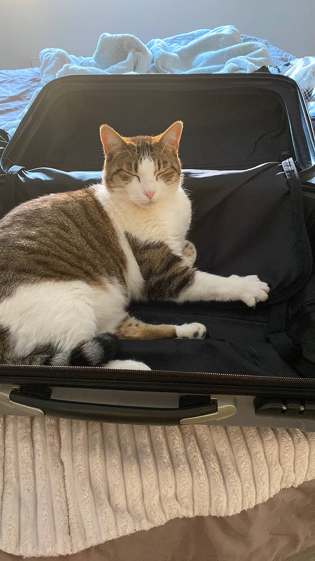 Poupie participe au concours pour gagner de l'argent avec cette photo : auto_part, automotive_design, automotive_exterior, automotive_lighting, box, carnivore, cat, comfort, domestic_short_haired_cat, felidae, fur, hood, sitting, small_to_medium_sized_cats, tail, vehicle_door, whiskers, window, windscreen_wiper, windshield