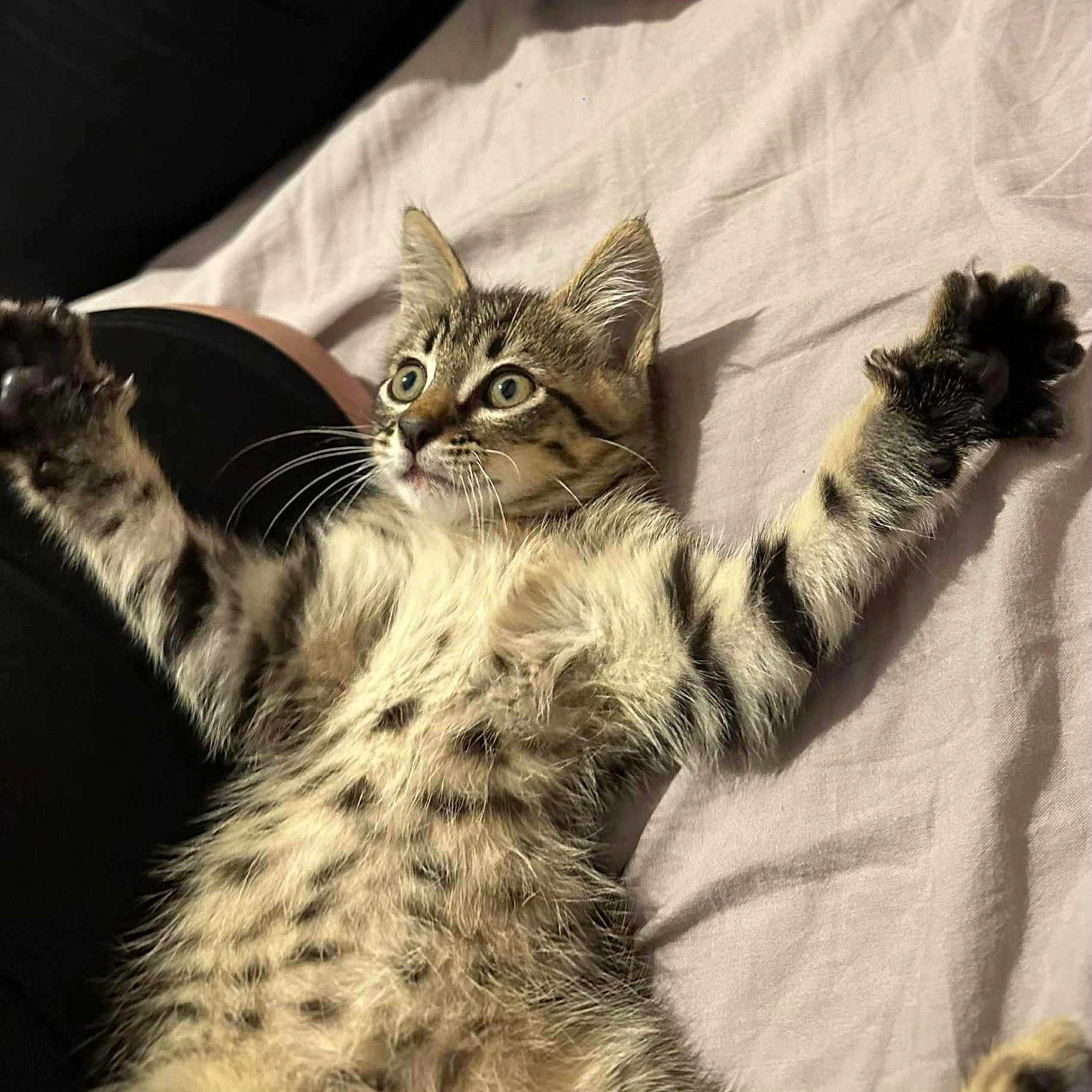 Simba a rejoint le concours — aidez-le/la à gagner de superbes lots ! animal, bed, blanket, cat, closeup, cute, feline, fur, indoor, kitten, paws, pet, playful, relaxed, resting, soft, stretching, tabby, whiskers, young