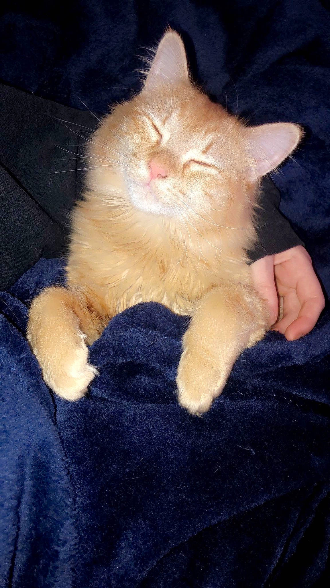 Tigger is registered to the contest to win money with this photo: canidae, carnivore, cat, claw, comfort, domestic_short_haired_cat, fawn, felidae, foot, fur, gesture, human_leg, lap, nail, nap, paw, small_to_medium_sized_cats, snout, tail, whiskers