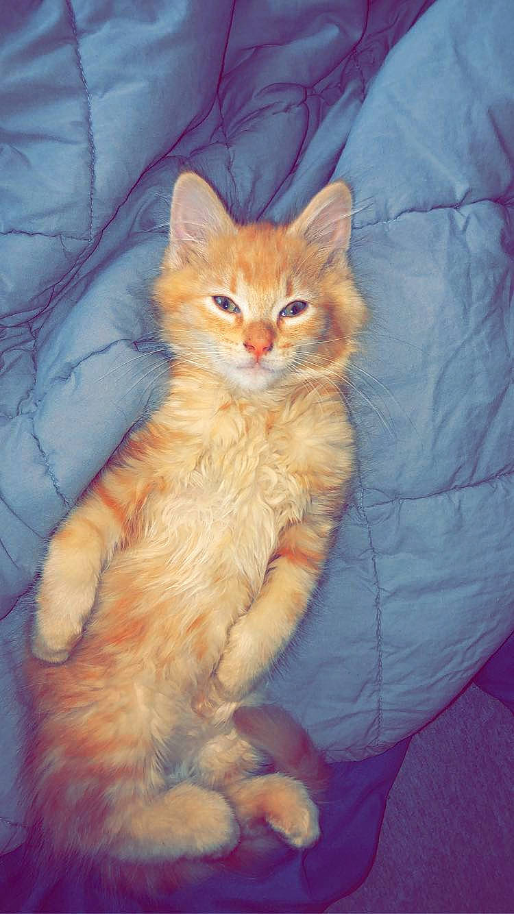 Tigger joined the competition — help win amazing prizes! carnivore, cat, claw, comfort, domestic_short_haired_cat, electric_blue, eye, fawn, felidae, fur, hair, head, iris, paw, peach, small_to_medium_sized_cats, snout, tail, whiskers, window