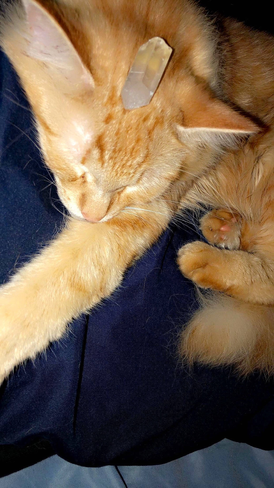 Tigger is registered to the contest to win money with this photo: canidae, carnivore, cat, claw, comfort, dog_breed, domestic_short_haired_cat, fawn, feather, felidae, foot, fur, gesture, human_leg, nap, paw, small_to_medium_sized_cats, tail, whiskers, wildlife