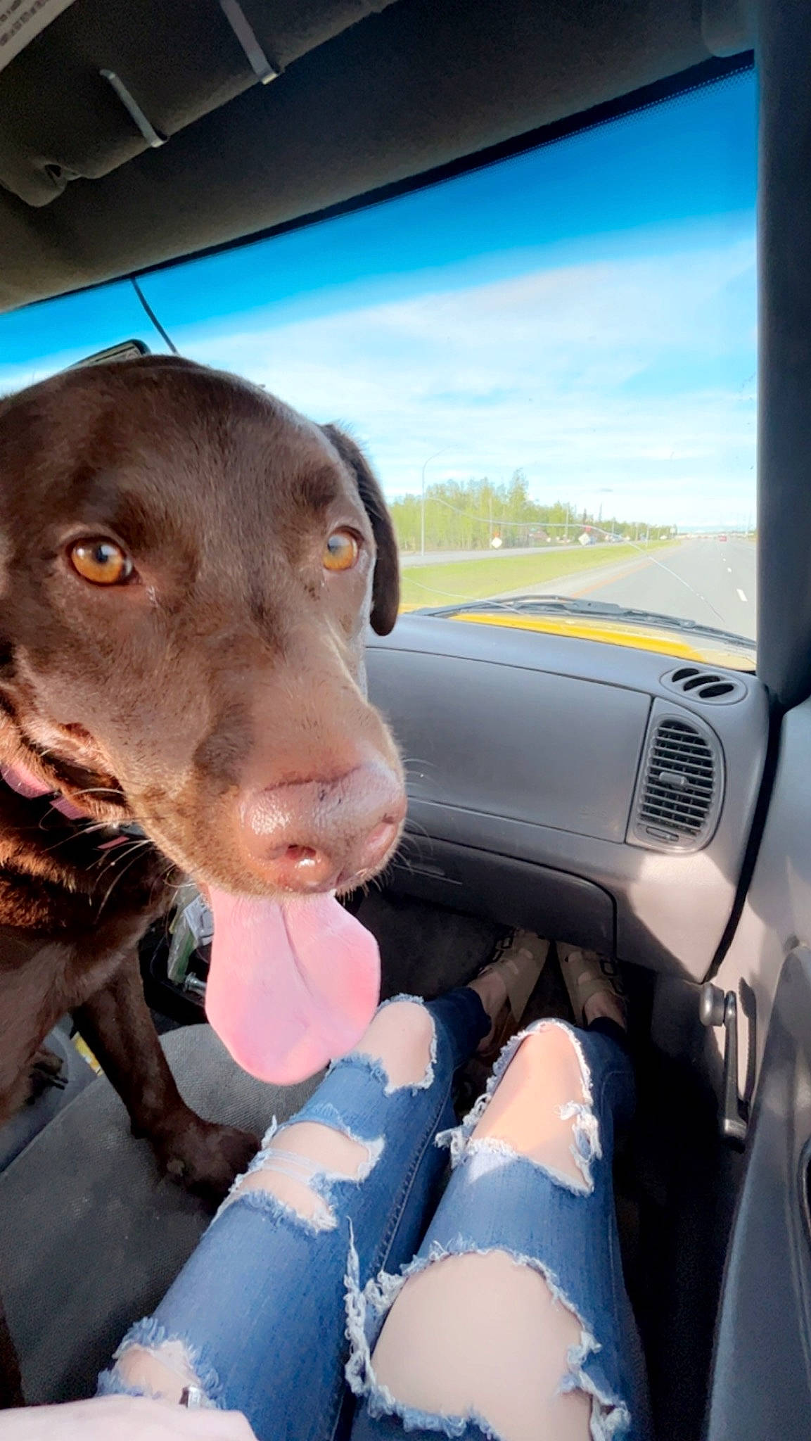 Mollie is registered to the contest to win money with this photo: automotive_exterior, automotive_mirror, blue, car_seat, carnivore, cloud, companion_dog, dog, dog_breed, fawn, hood, liver, sky, snout, steering_wheel, vehicle, vehicle_door, whiskers, window, working_animal