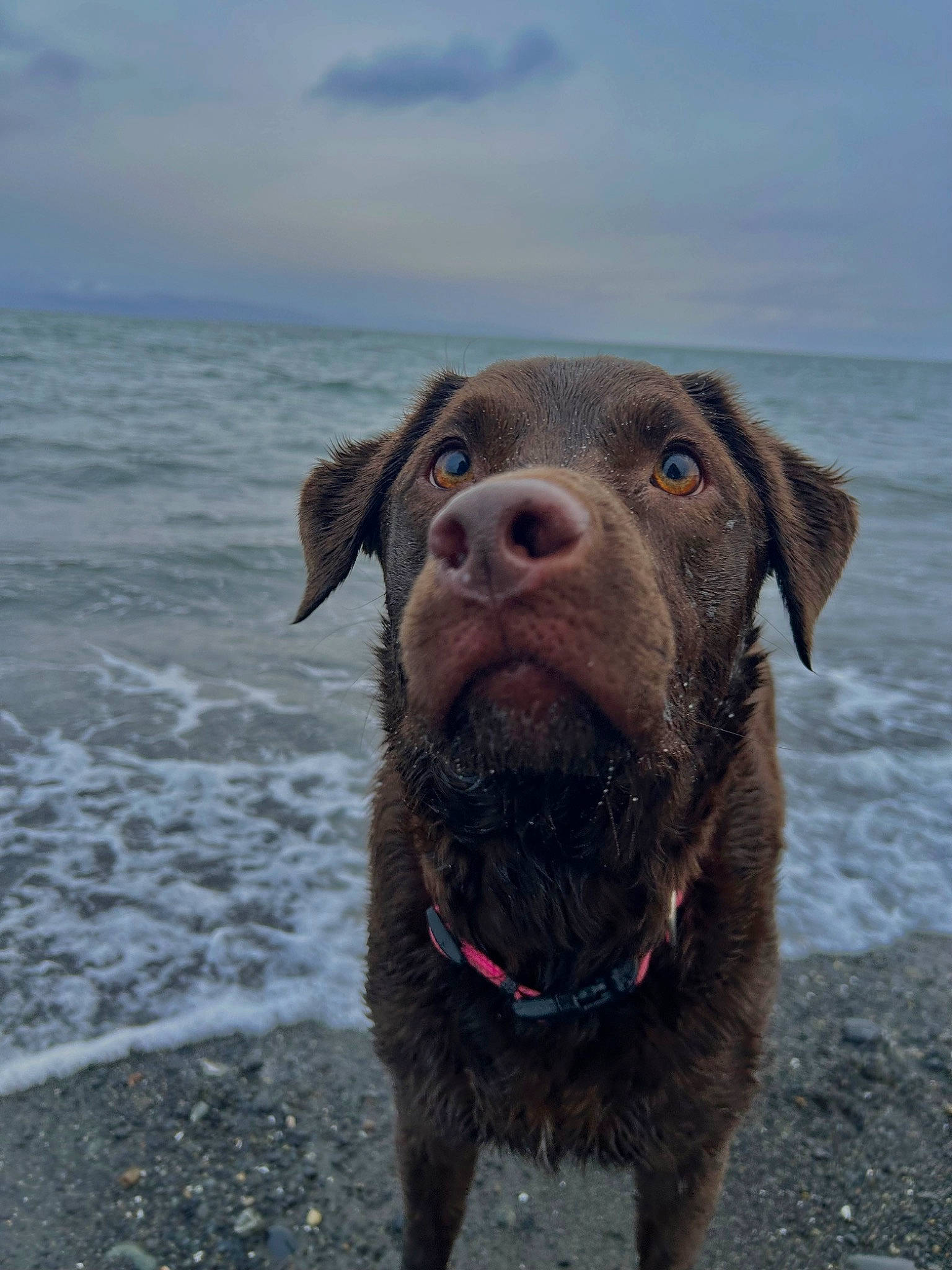 Mollie joined the competition — help win amazing prizes! beach, canidae, carnivore, cloud, collar, dog, dog_breed, dog_collar, fawn, guard_dog, liver, ocean, sand, sky, snout, sporting_group, terrestrial_animal, water, whiskers, working_animal