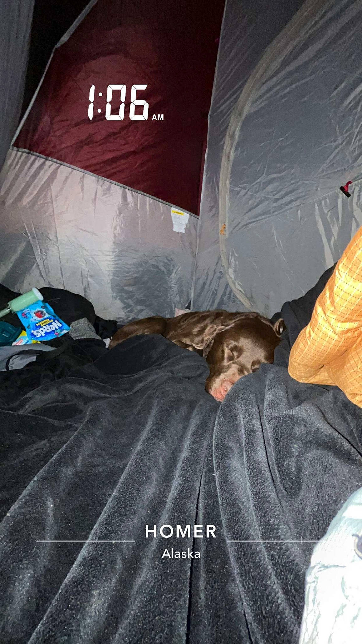 Mollie joined the competition — help win amazing prizes! advertising, bed_sheet, bedding, brand, comfort, flooring, font, fun, linens, logo, room, toddler, world