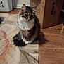 cat, animal, pet, fluffy, sitting, floor, rug, cardboard_box, indoor, curious, feline, brown, white, tabby, tail, wood_floor, laundry_basket, household, domestic, quiet