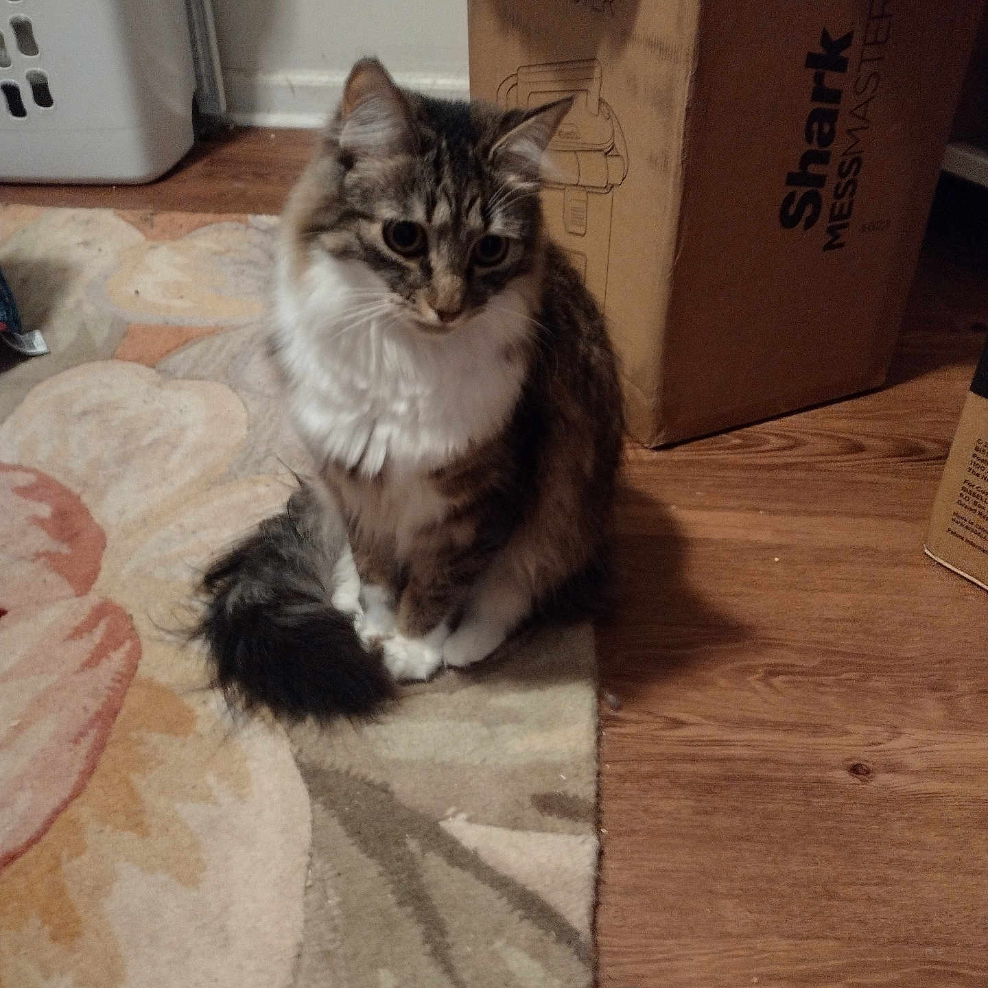 Sasha is registered to the contest to win money with this photo: animal, brown, cardboard_box, cat, curious, domestic, feline, floor, fluffy, household, indoor, laundry_basket, pet, quiet, rug, sitting, tabby, tail, white, wood_floor