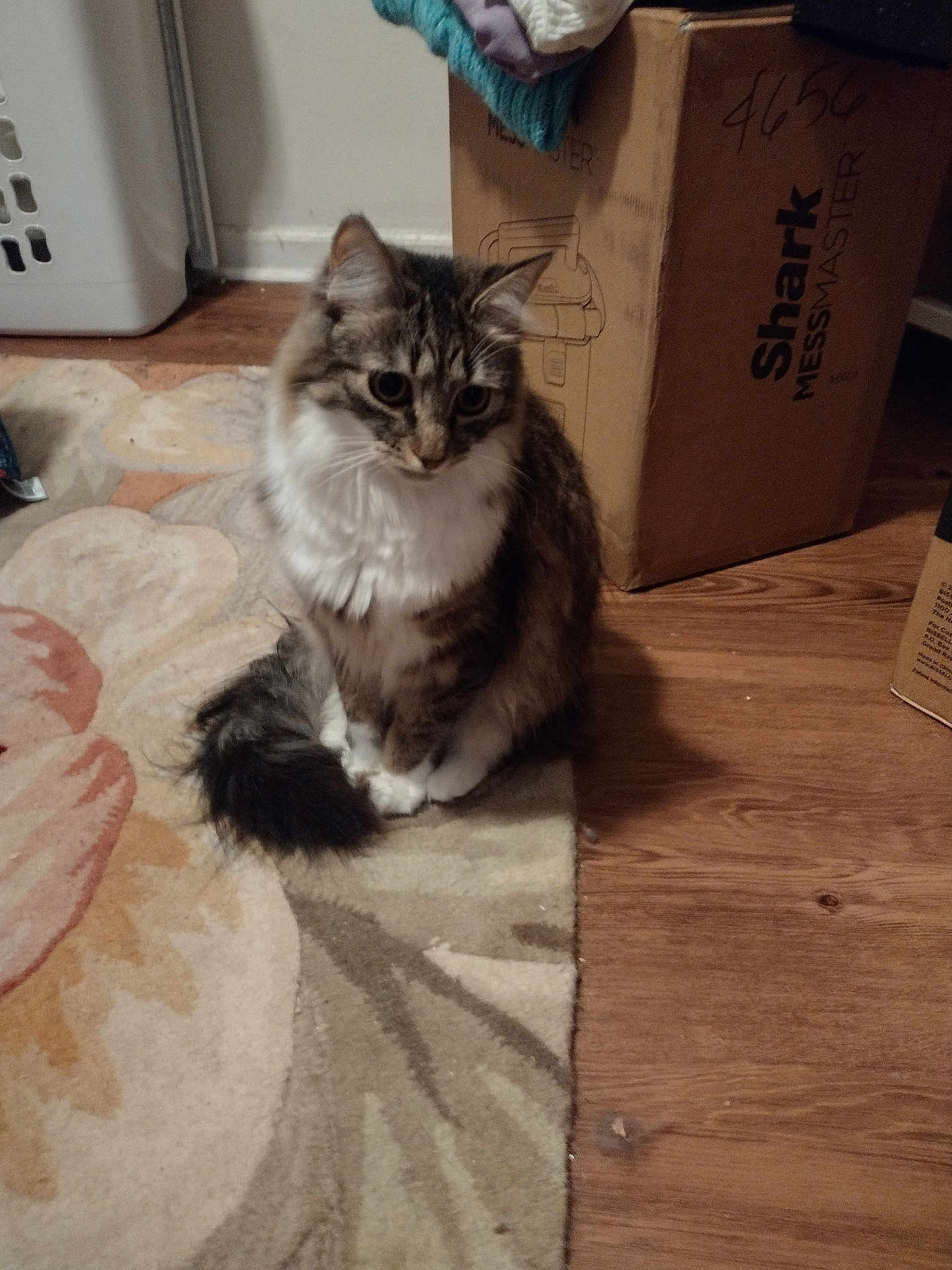 Sasha is registered to the contest to win money with this photo: cat, animal, pet, fluffy, sitting, floor, rug, cardboard_box, indoor, curious, feline, brown, white, tabby, tail, wood_floor, laundry_basket, household, domestic, quiet
