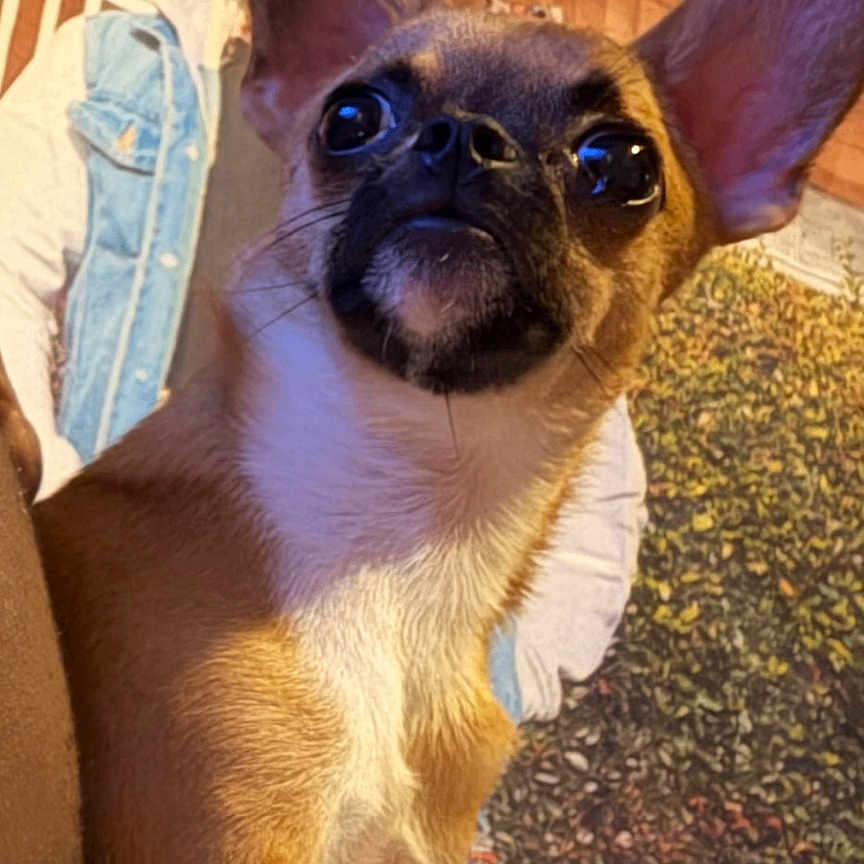 Boss joined the competition — help win amazing prizes! dog, small_dog, indoor, brown_dog, alert, ears, face, puppy, animal, pet, furniture, jacket, background, wall_art, light, shadow, cute, portrait, sitting, canine
