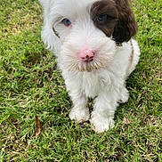 Güero is registered to the contest to win money with this photo: puppy, dog, grass, outdoor, pet, cute, fluffy, white, brown, nose, animal, young, fur, sitting, portrait, nature, small, adorable, eyes, playful