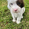 puppy, dog, grass, outdoor, pet, cute, fluffy, white, brown, nose, animal, young, fur, sitting, portrait, nature, small, adorable, eyes, playful