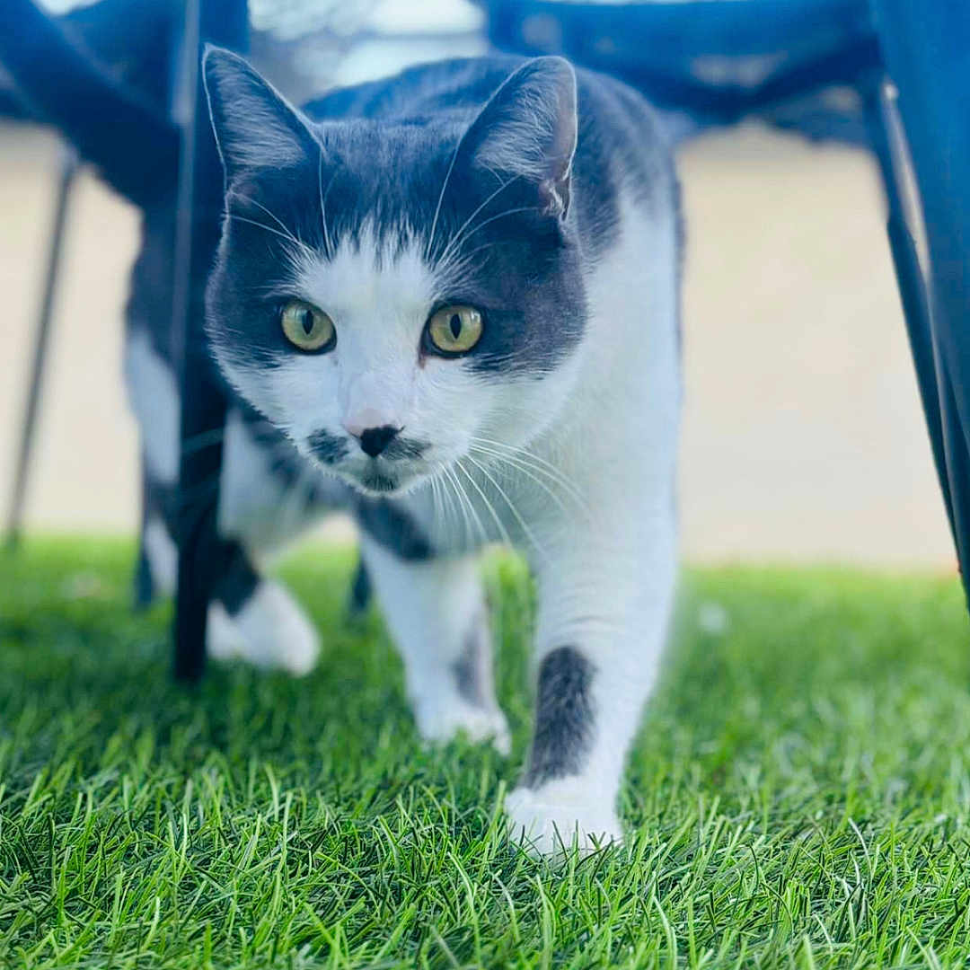 Izzy a rejoint le concours — aidez-le/la à gagner de superbes lots ! animal, background_blur, black_and_white, cat, chair, close_up, curious, daylight, feline, focus, grass, greenery, legs, muzzle, nature, outdoor, pet, walking, whiskers, yellow_eyes