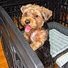 dog, puppy, playpen, tongue_out, brown_fur, black_fur, pet, indoor, wooden_floor, cute, animal, canine, fur, small_dog, happy, excited, pet_bed, crate, looking_up, standing