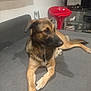 dog, canine, brown, black, couch, indoor, furniture, red_chair, glass_shelf, relaxed, pet, animal, side_view, living_room, domestic, mammal, resting, floor, household, fur