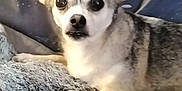 Dori Dae is registered to the contest to win money with this photo: dog, small_dog, pet, lying_down, fluffy_blanket, curious, ears_up, indoor, close_up, animal, cute, fur, face, looking_at_camera, resting, companion, canine, domestic_animal, alert, cozy