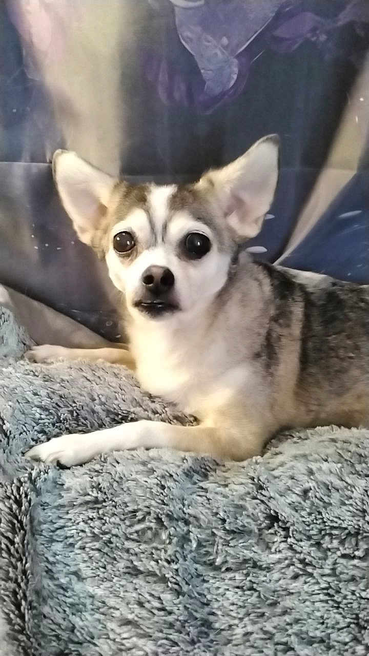 Dori Dae is registered to the contest to win money with this photo: dog, small_dog, pet, lying_down, fluffy_blanket, curious, ears_up, indoor, close_up, animal, cute, fur, face, looking_at_camera, resting, companion, canine, domestic_animal, alert, cozy