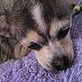 Dori Dae is registered to the contest to win money with this photo: dog, close_up, resting, blanket, purple, fur, pet, cozy, animal, indoor, cute, small_dog, snout, ears, sleepy, portrait, head, texture, soft, relaxed