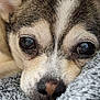 Dori Dae is registered to the contest to win money with this photo: dog, close_up, face, eyes, nose, fur, resting, blanket, soft_texture, pet, animal, cute, sleepy, whiskers, snout, canine, cozy, companion, indoors, fur_pattern