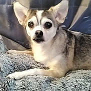 Dori Dae is registered to the contest to win money with this photo: dog, small_dog, pet, lying_down, fluffy_blanket, curious, ears_up, indoor, close_up, animal, cute, fur, face, looking_at_camera, resting, companion, canine, domestic_animal, alert, cozy