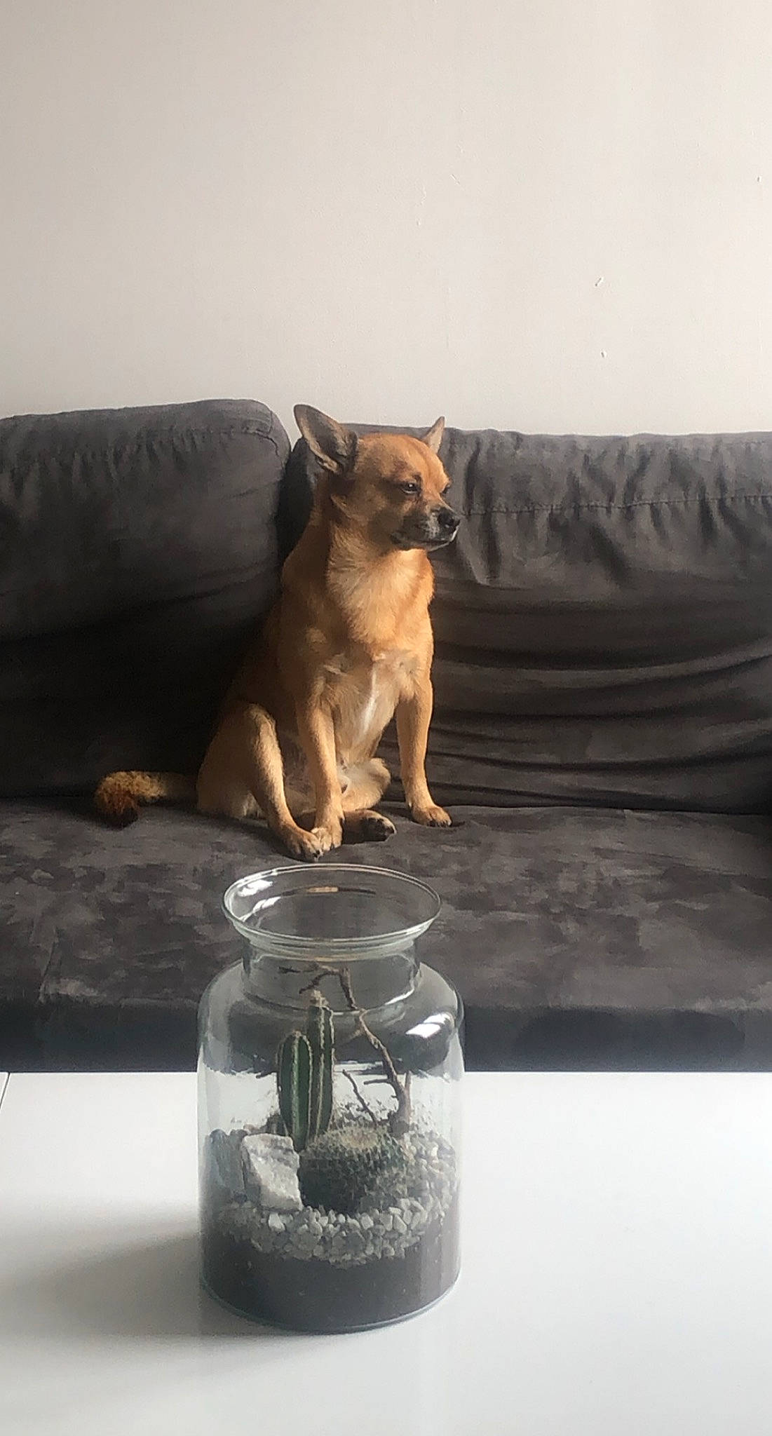 Gucci participe au concours pour gagner de l'argent avec cette photo : barware, carnivore, comfort, companion_dog, couch, dog, dog_breed, drinkware, fawn, flooring, liquid, liver, mason_jar, pet_supply, plastic_bottle, serveware, snout, tail, wood, working_animal