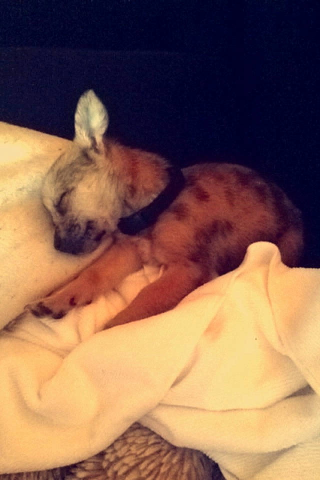 Gucci a rejoint le concours — aidez-le/la à gagner de superbes lots ! carnivore, cloud, comfort, companion_dog, dog, dog_bed, dog_breed, ear, fawn, felidae, fur, linens, nap, paw, small_to_medium_sized_cats, snout, sporting_group, tail, toy_dog, whiskers