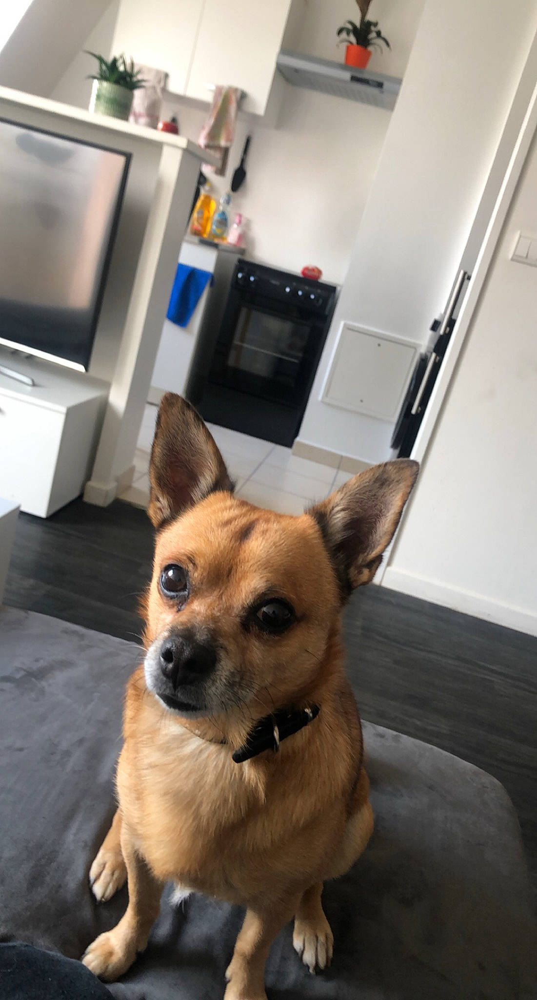 Gucci a rejoint le concours — aidez-le/la à gagner de superbes lots ! cabinetry, carnivore, collar, companion_dog, dog, dog_breed, eye, fawn, floor, flooring, fur, home_appliance, kitchen_appliance, snout, sporting_group, television, television_set, toy_dog, whiskers, working_animal