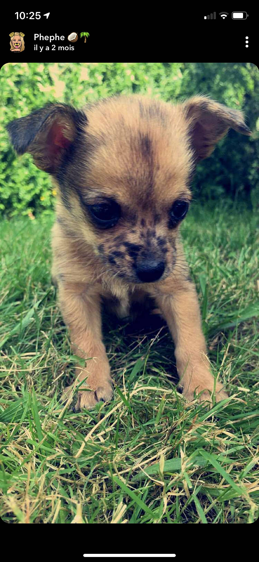 Gucci participe au concours pour gagner de l'argent avec cette photo : canidae, carnivore, companion_dog, dog, dog_breed, fawn, fur, grass, grassland, plant, puppy, soil, sporting_group, terrestrial_animal, toy_dog, whiskers, wildlife, working_animal