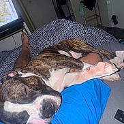 Simba participe au concours pour gagner de l'argent avec cette photo : dog, sleeping, brindle, white, lap, person, blue_shorts, blanket, bed, indoor, window, relaxed, paw, nose, face, fur, resting, cozy, home, casual