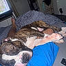 dog, sleeping, brindle, white, lap, person, blue_shorts, blanket, bed, indoor, window, relaxed, paw, nose, face, fur, resting, cozy, home, casual