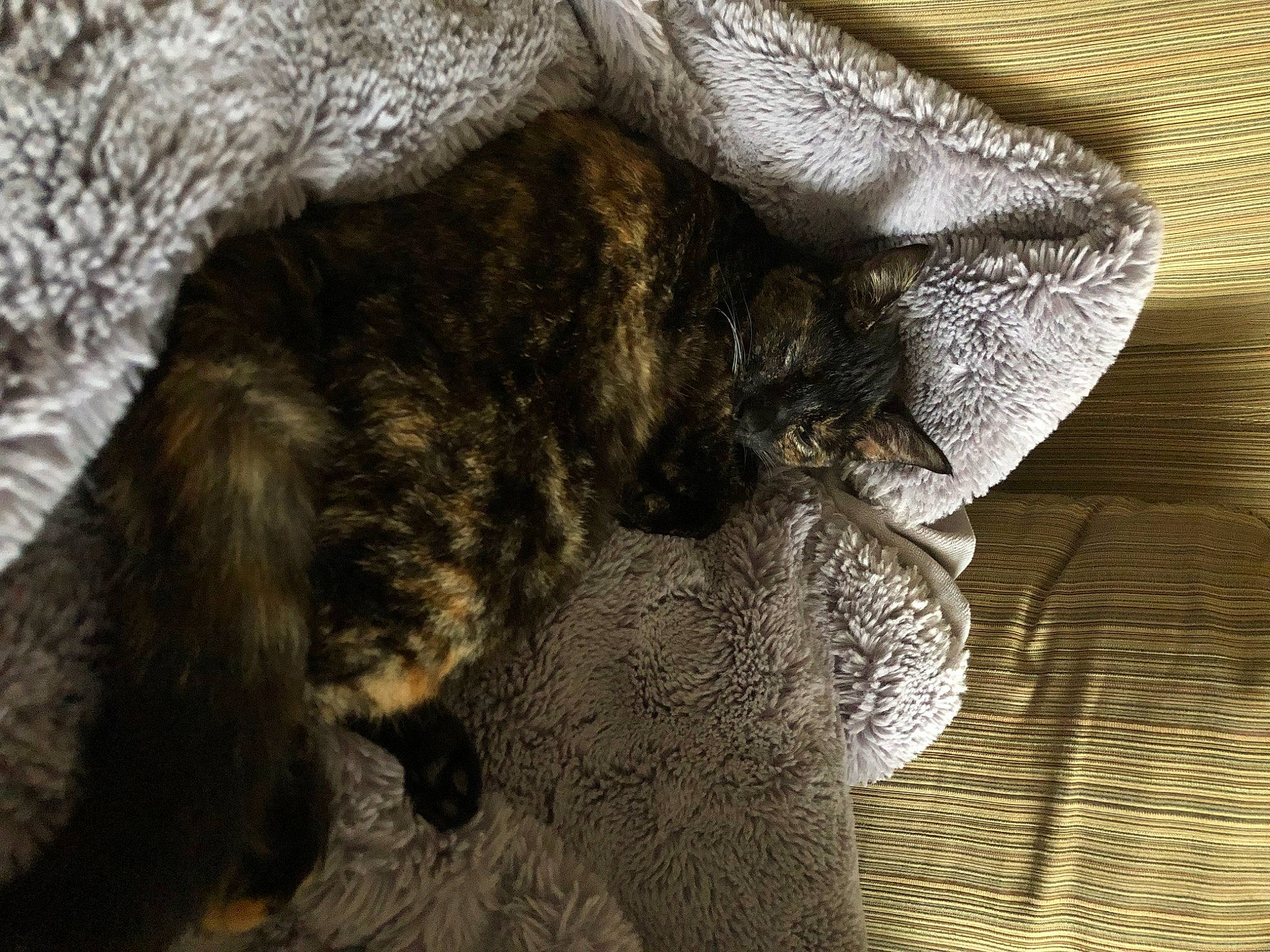 River joined the competition — help win amazing prizes! carnivore, cat, claw, comfort, dog_breed, domestic_short_haired_cat, fawn, felidae, flooring, fur, grey, hardwood, human_leg, pattern, small_to_medium_sized_cats, snout, sporting_group, tail, whiskers, wood