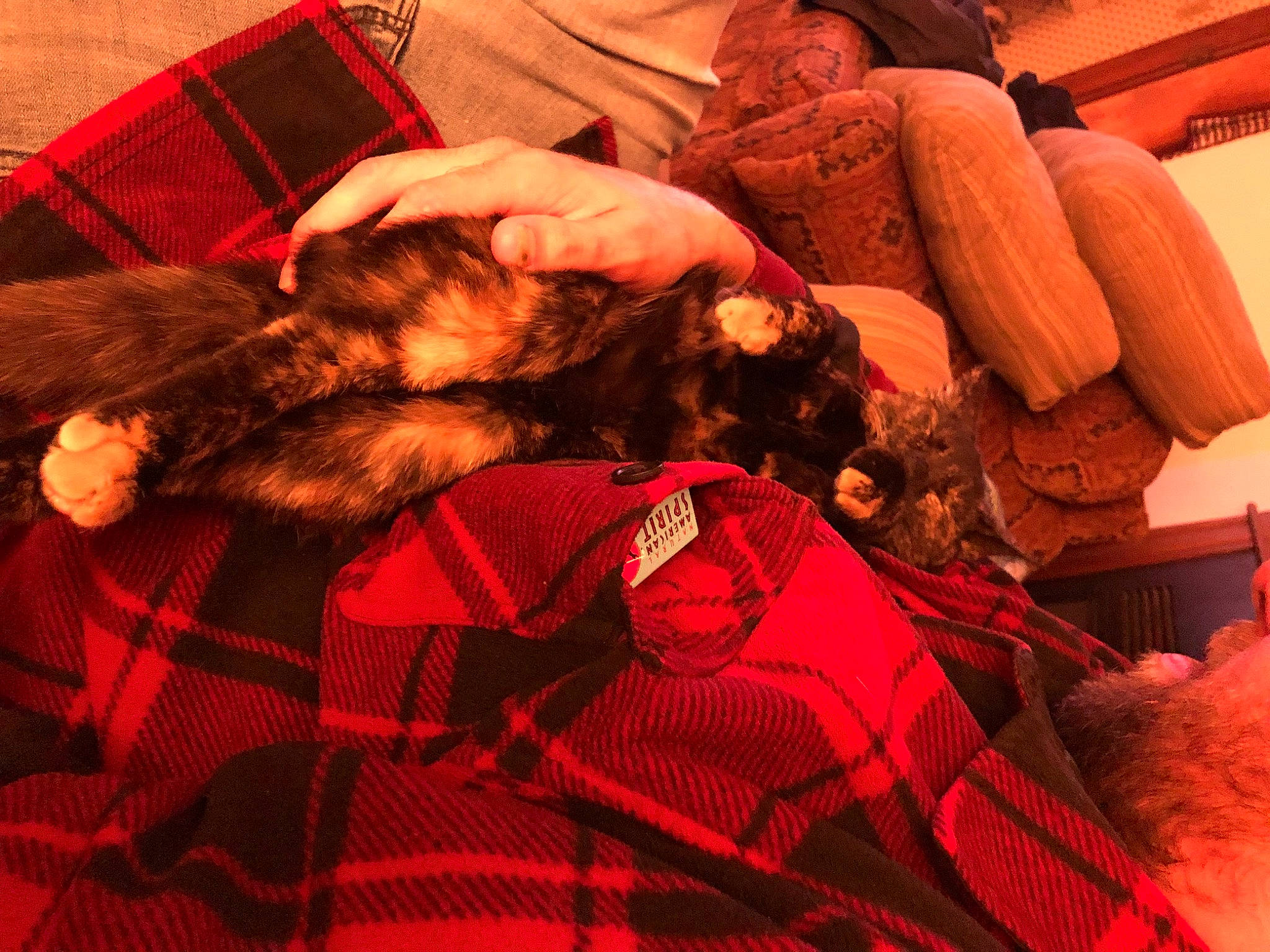 River joined the competition — help win amazing prizes! bed, carmine, carnivore, comfort, companion_dog, dog, dog_breed, flesh, fur, human_leg, lap, linens, liver, nap, pattern, plaid, sporting_group, tartan, textile, wrist