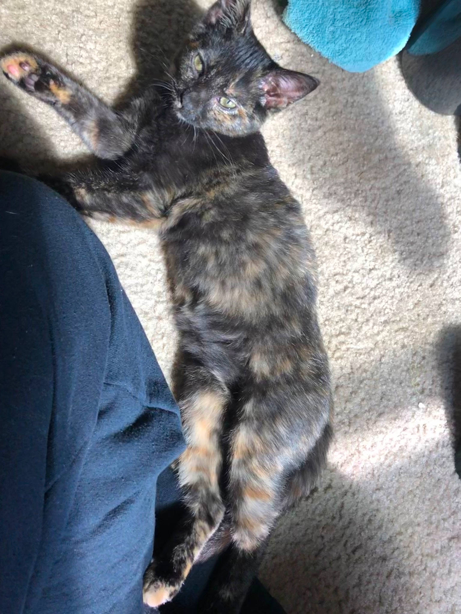 River joined the competition — help win amazing prizes! carnivore, cat, claw, comfort, companion_dog, domestic_short_haired_cat, electric_blue, felidae, fur, grey, mammal, paw, shadow, small_to_medium_sized_cats, tail, terrestrial_animal, vertebrate, whiskers