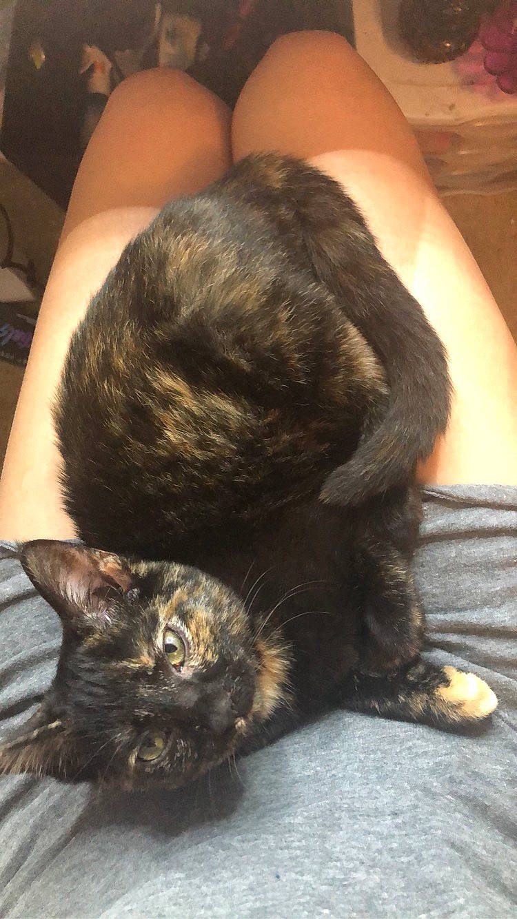 River is registered to the contest to win money with this photo: carnivore, cat, claw, comfort, dog_breed, domestic_short_haired_cat, ear, felidae, fur, nap, paw, small_to_medium_sized_cats, snout, tail, terrestrial_animal, whiskers