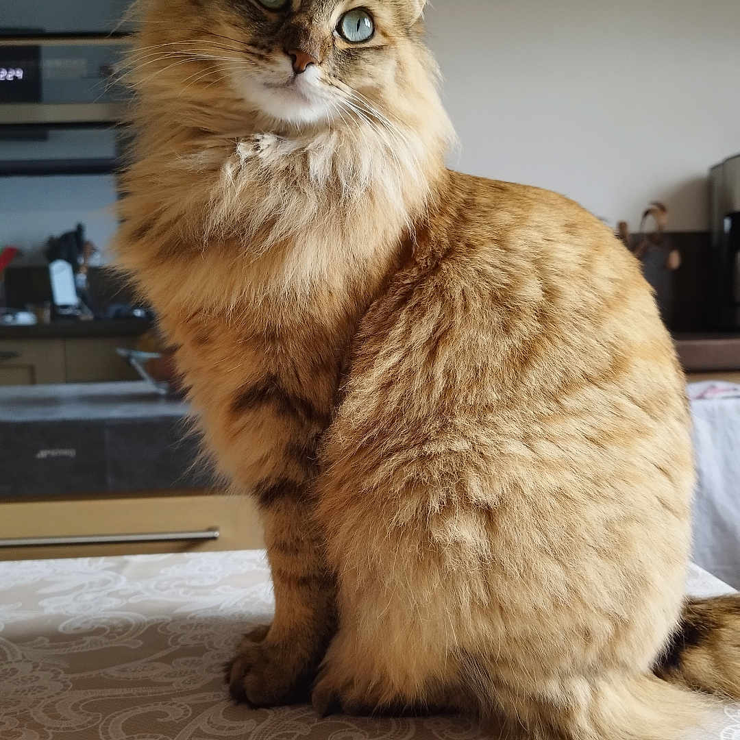 Agapée a rejoint le concours — aidez-le/la à gagner de superbes lots ! abyssinian, animal, cat, computer, computerhardware, couch, electronics, furniture, hardware, hardwood, indoors, interiordesign, kitten, manx, monitor, pet, plywood, screen, tv, wood