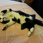 Bonny a rejoint le concours — aidez-le/la à gagner de superbes lots ! cat, black_and_white, bed, blanket, paw, relaxed, lying_down, fur, animal, pet, cute, indoor, whiskers, tail, playful, mammal, domestic, sleepy, soft, resting