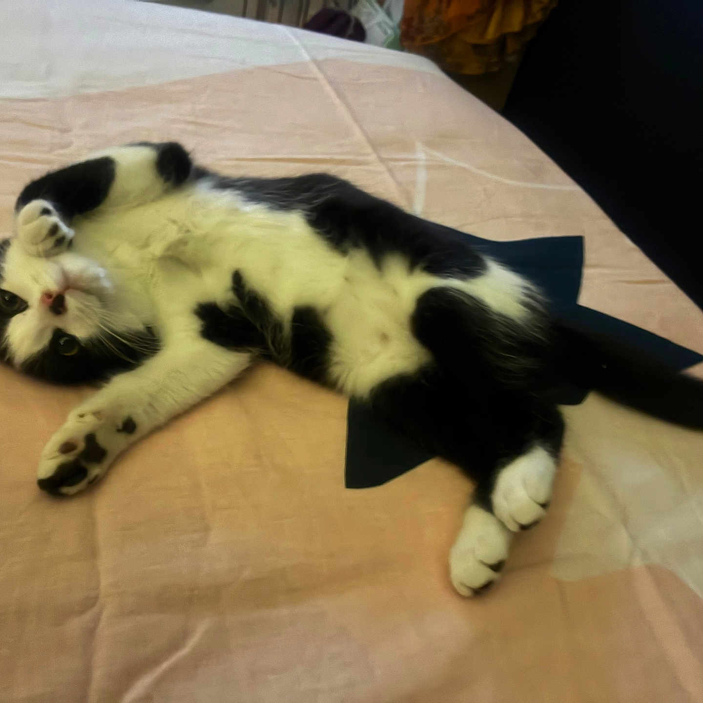 Bonny a rejoint le concours — aidez-le/la à gagner de superbes lots ! cat, black_and_white, bed, blanket, paw, relaxed, lying_down, fur, animal, pet, cute, indoor, whiskers, tail, playful, mammal, domestic, sleepy, soft, resting
