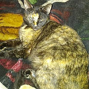 Vegamarie R. joined the competition — help win amazing prizes! cat, tortoiseshell, animal, pet, fur, blanket, resting, indoor, cozy, sleepy, yellow_eyes, closeup, cute, feline, patterned, soft, relaxed, whiskers, tail, ears