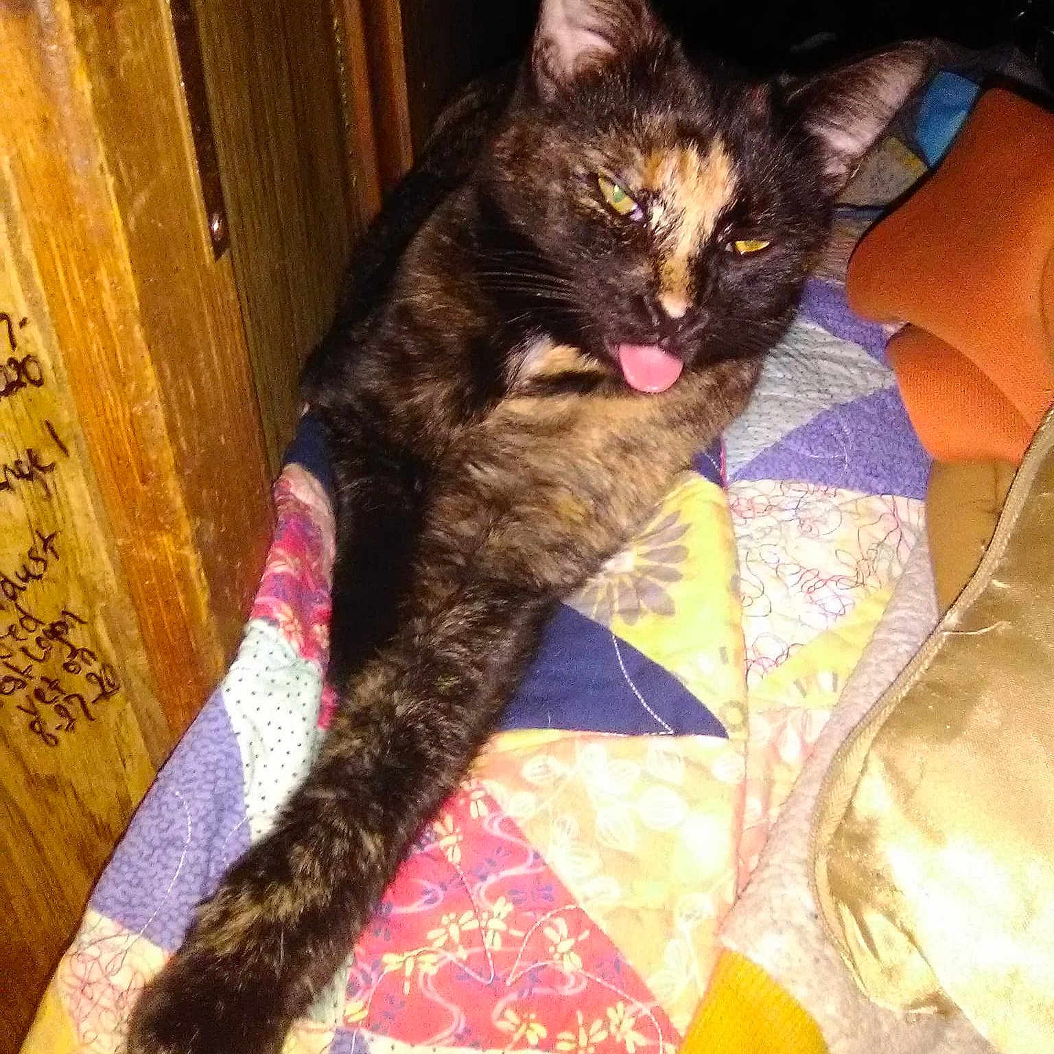 Vegamarie R. is registered to the contest to win money with this photo: animal, blanket, cat, cozy, cute, feline, fur, home, indoor, patchwork_quilt, paw, pet, quilt, relaxed, resting, sleepy, stretching, tongue_out, tortoiseshell_cat, wooden_furniture