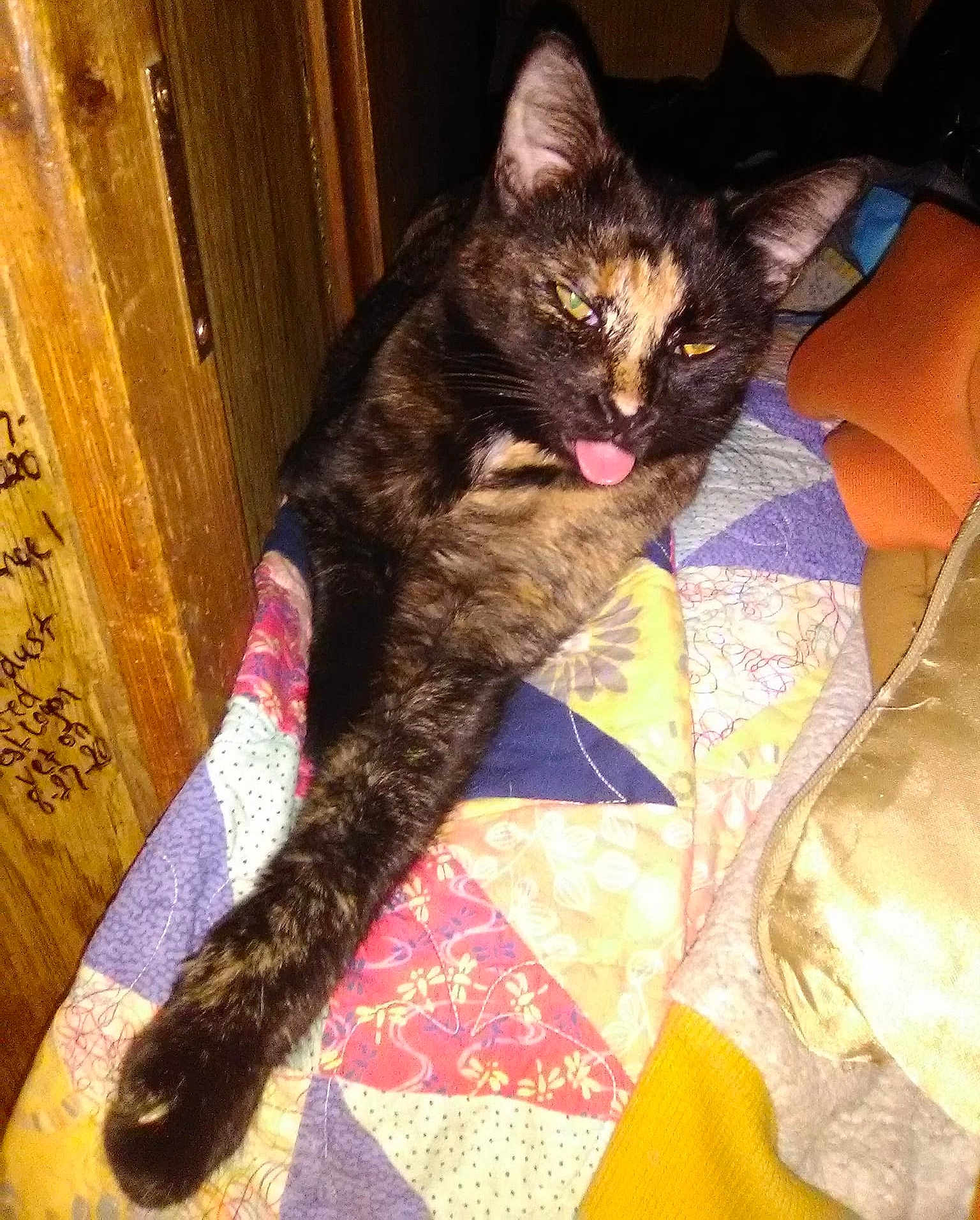 Vegamarie R. is registered to the contest to win money with this photo: cat, tortoiseshell_cat, tongue_out, patchwork_quilt, quilt, paw, stretching, wooden_furniture, blanket, indoor, cozy, relaxed, pet, animal, sleepy, cute, feline, fur, resting, home