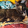 cat, tortoiseshell, pet, animal, feline, indoor, quilt, blanket, cushion, resting, lying_down, looking_at_camera, ears, whiskers, fur, green_eyes, cozy, home, relaxed, portrait