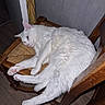 white_cat, cat, pet, feline, indoor, wooden_chair, relaxed, sleepy, fur, paw, pink_paw_pads, floor, home, domestic_animal, animal, resting, texture, wall, striped_fabric, foot