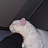 cat, white_cat, sleeping, resting, indoor, pet, feline, close_up, cozy, animal, domestic_animal, fur, whiskers, ear, head, paw, human_arm, comfort, relaxation, peaceful