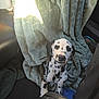 animal, black_and_white, blanket, car, comfort, companion, cozy, curious, cute, dalmatian, dog, fur, indoors, looking_up, pet, puppy, seat, small, spots, young