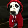 dog, dalmatian, puppy, hoodie, red_clothing, pet, animal, black_and_white, cute, indoor, floor, canine, fur, portrait, young, looking, eyes, clothing, standing, mammal