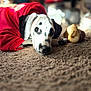 Luna joined the competition — help win amazing prizes! animal, black_and_white, bone, carpet, close_up, cozy, cute, dalmatian, dog, domestic, fur, indoor, lying_down, pet, portrait, puppy, red_sweater, resting, soft_light, young