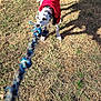 active, animal, canine, chewing, dalmatian, daytime, dog, fun, grass, nature, outdoor, pet, playing, puppy, red_jacket, rope_toy, shadow, sunlight, tug_of_war, young