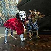 Luna is registered to the contest to win money with this photo: dog, dalmatian, small_dog, hoodie, clothing, indoor, wooden_floor, couch, curtain, patterned_curtain, pets, two_dogs, animal, domestic_animal, canine, furniture, floor, standing, looking_away, looking_at_camera