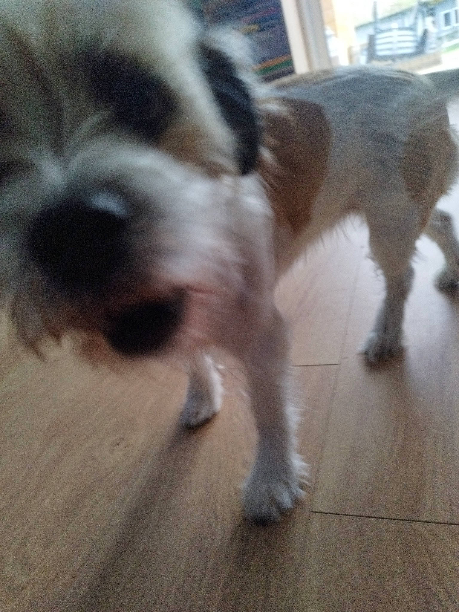 Kira participe au concours pour gagner de l'argent avec cette photo : canidae, carnivore, companion_dog, dog, dog_breed, flooring, fur, hardwood, liver, maltepoo, puppy, small_terrier, snout, sporting_group, tail, terrier, toy_dog, wood, wood_flooring, working_animal